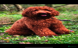 Australian Labradoodle dogs for sale: MULTIGEN AUSTRALIAN LABRADOODLE PUPPIES Due -25/08 - Image 3