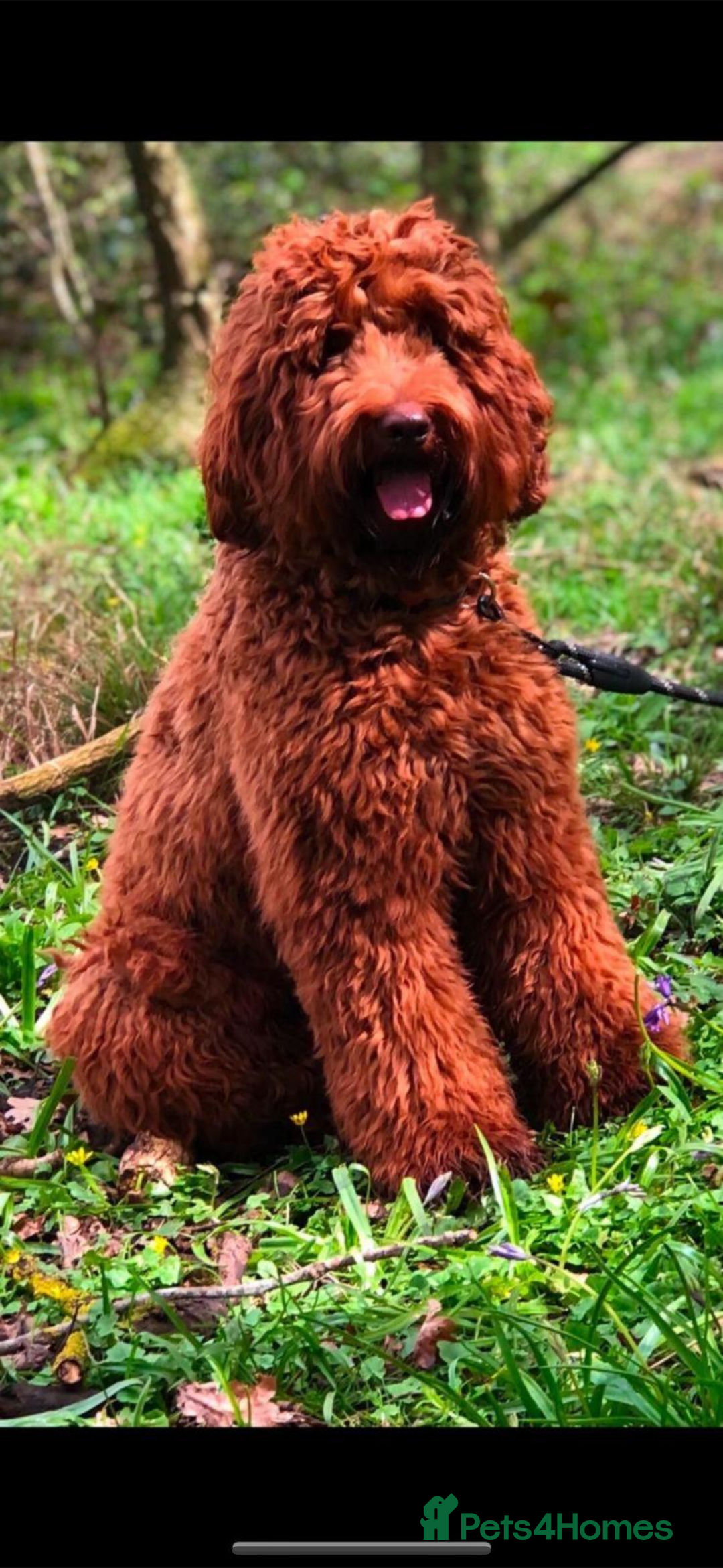 Australian Labradoodle dogs for sale: MULTIGEN AUSTRALIAN LABRADOODLE PUPPIES Due -25/08 - Image 3