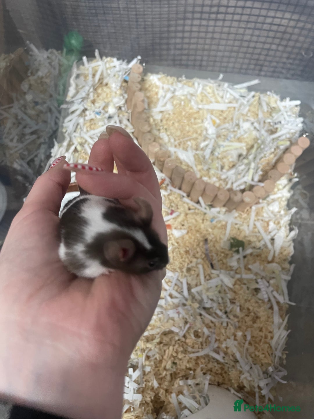 Mouse rodents for sale: Male mice for re-homing - Advert 6