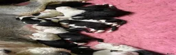 Old English Sheepdog dogs for sale: Stunning KC Registered Old English Sheepdog Pups - Advert 7
