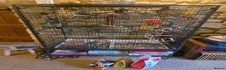 Conures birds for sale:  Hand readed Mooncheek Conure with Full Setup  in Montacute - Advert 26