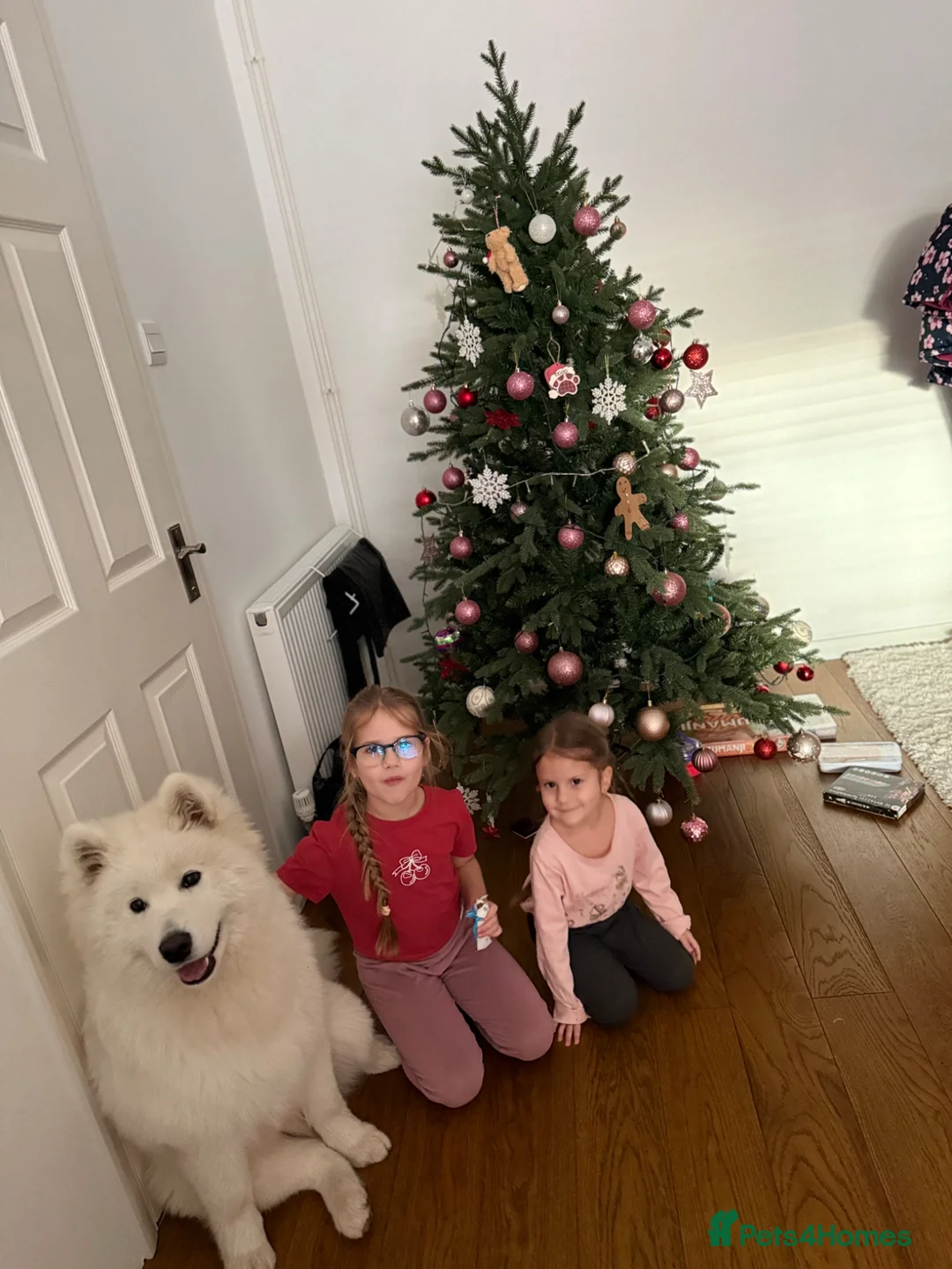 Samoyed dogs for stud: Stunning samoyed available for stud in Felixstowe - Advert 6