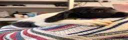 English Springer Spaniel dogs for sale: English Springer Spanel (KC Reg, Vet tail dock)  - Advert 2