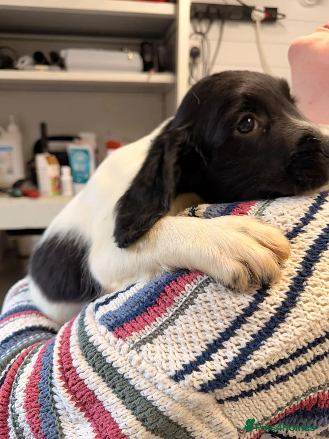 English Springer Spaniel dogs for sale: English Springer Spanel (KC Reg, Vet tail dock)  - Advert 2