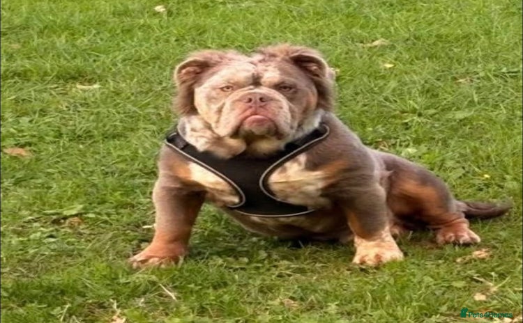 English Bulldog dogs - Advert 1