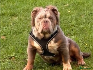 English Bulldog dogs - Advert 1