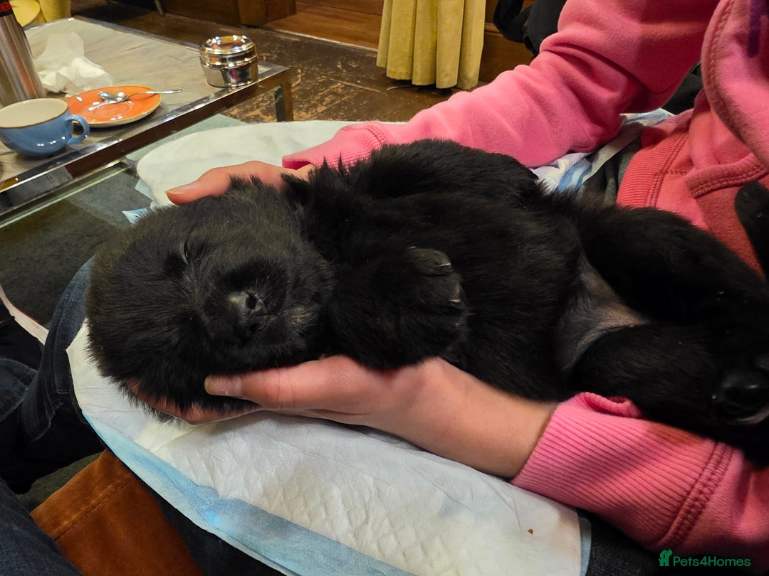 German Shepherd dogs for sale: Rare All-Black GSD Girls - Parents Owned & Present - Advert 17