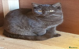 British Shorthair cats for sale: Adult girls seeking new homes. - Image 3