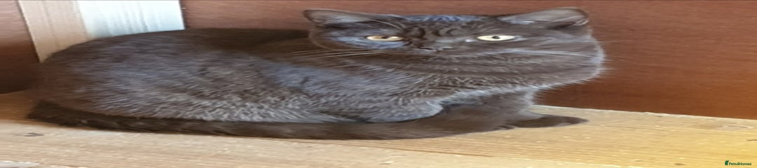 British Shorthair Kitten 2