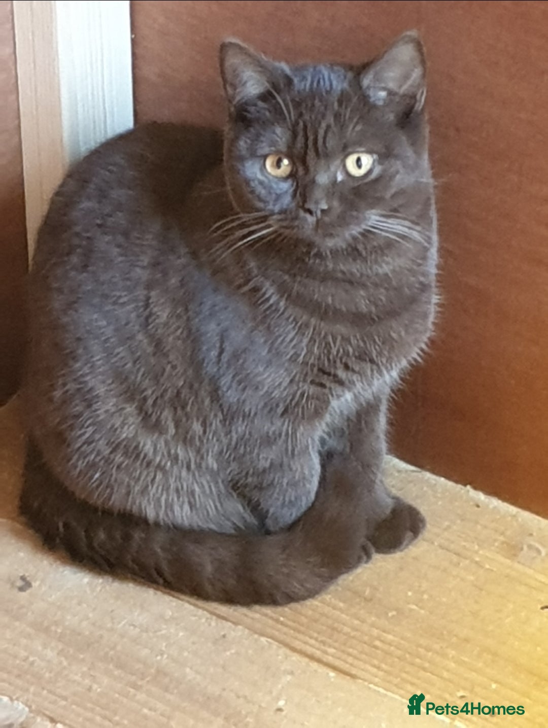 British Shorthair cats for sale: Adult girls seeking new homes. - Image 3