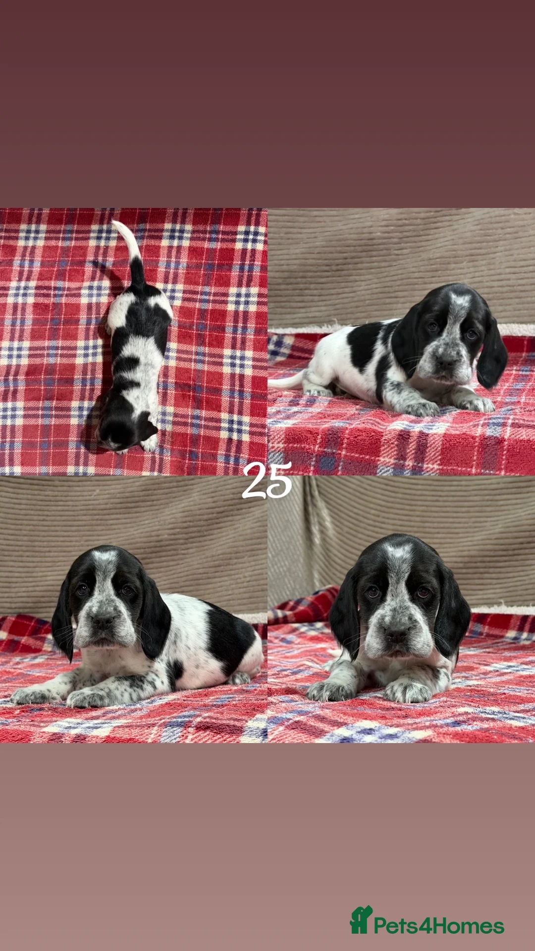 Bocker dogs for sale: STUNNING COCKER X BEAGLE PUPPIES  - Advert 22