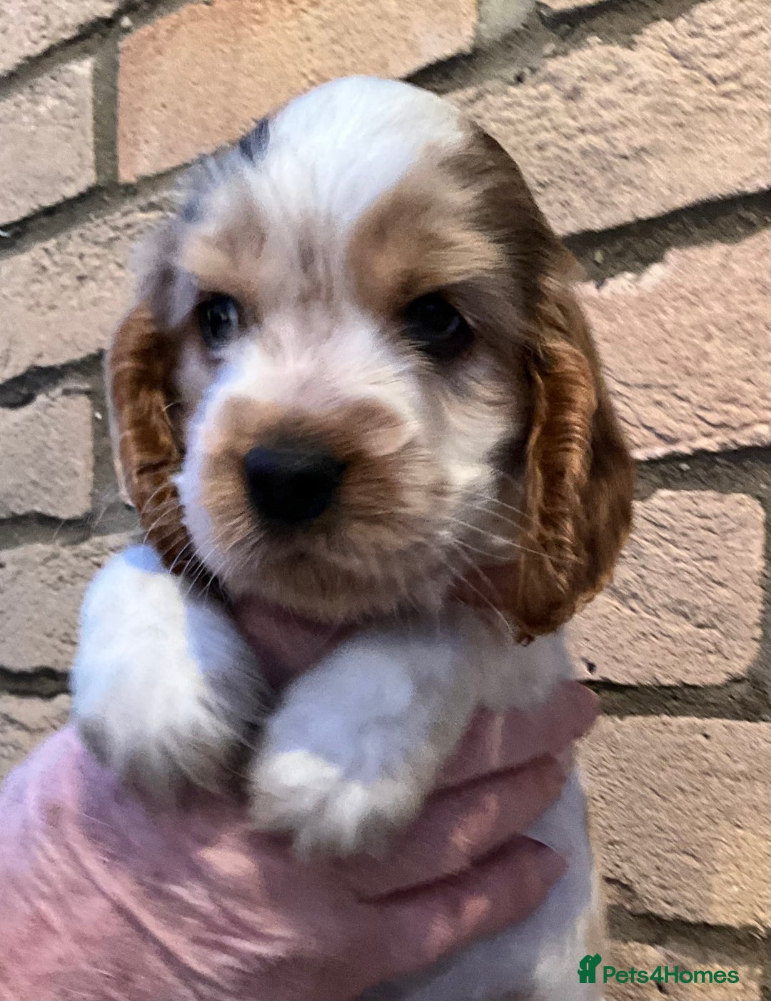 Cocker Spaniel dogs for sale: Stunning Litter of Show Cocker Spaniel Puppies  - Advert 4