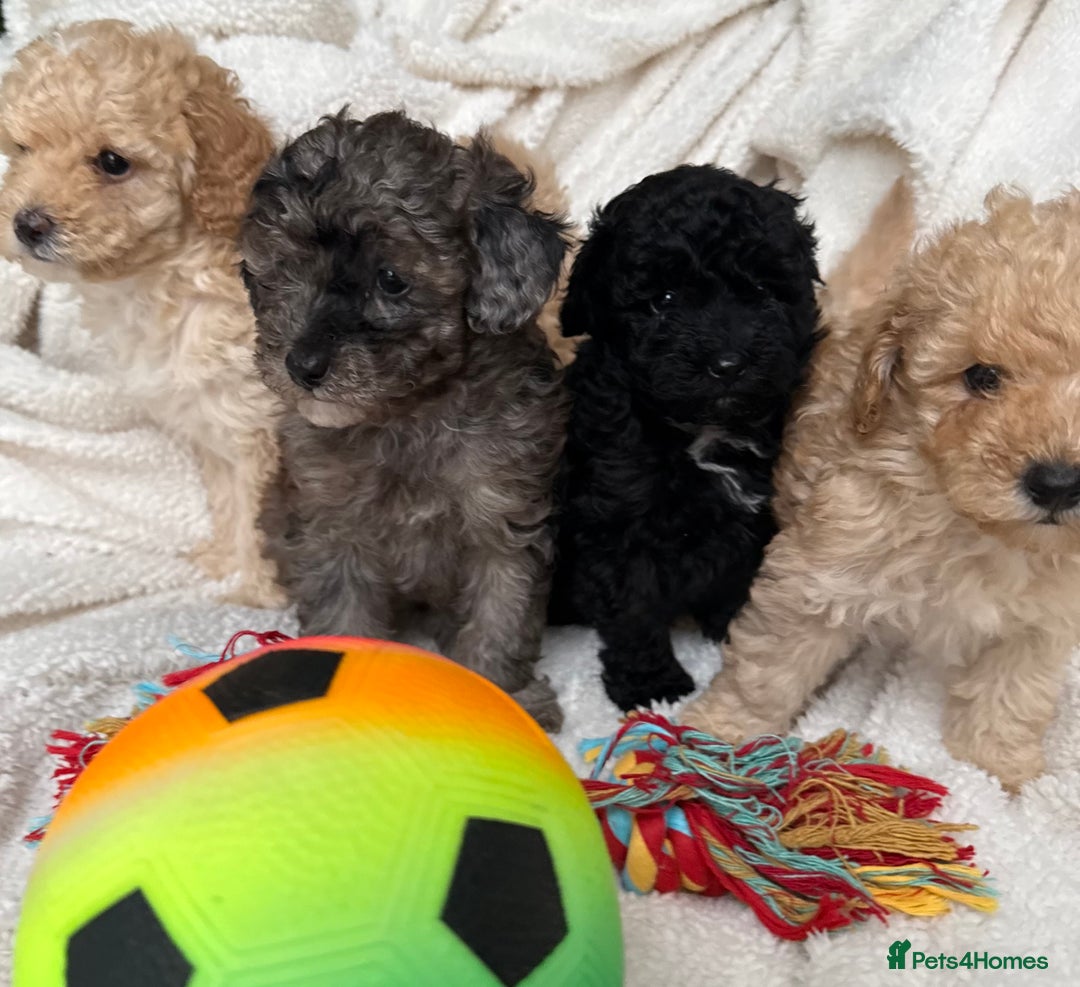 Toy Poodle dogs for sale: Adorable Toy Poodle Puppies READY TO GO! - Advert 19
