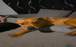 Mixed Breed dogs for sale: French x English mastiff  - Image 3