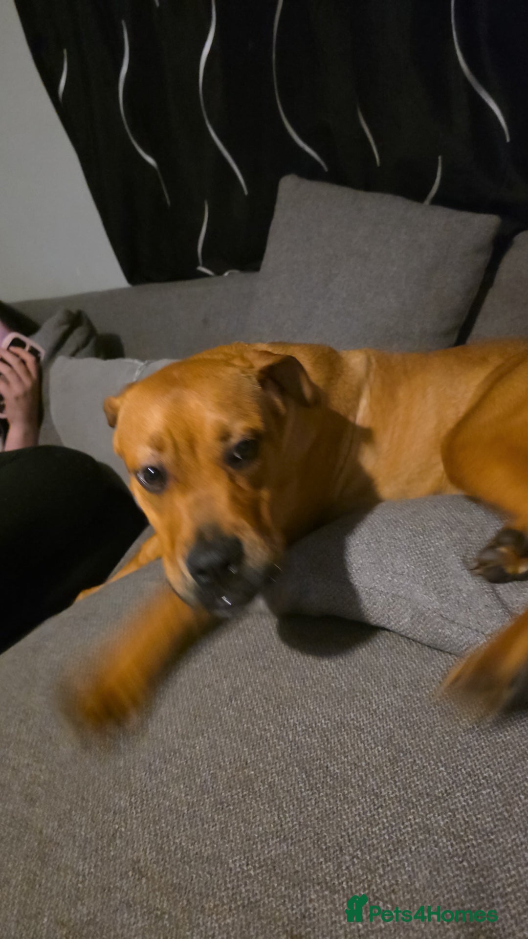 Mixed Breed dogs for sale: French x English mastiff  - Image 3