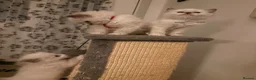 Ragdoll cats for sale: 🐾💙 GORGEOUS RAGDOLL KITTENS  - Advert 22