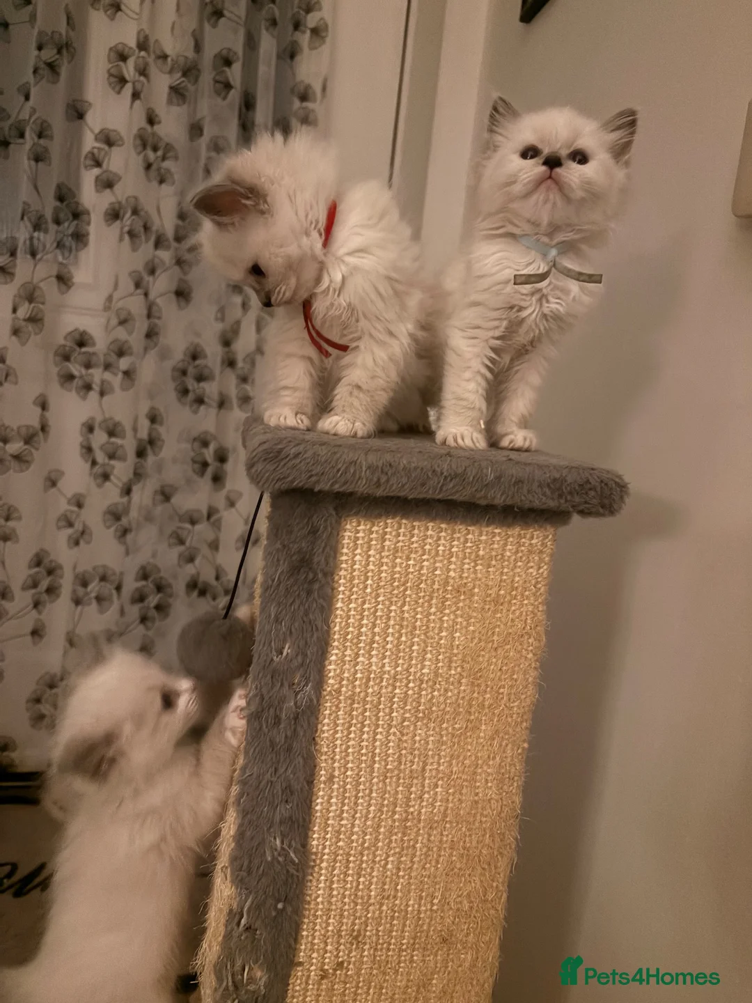 Ragdoll cats for sale: 🐾💙 GORGEOUS RAGDOLL KITTENS  - Advert 22