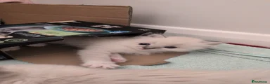 Pepper