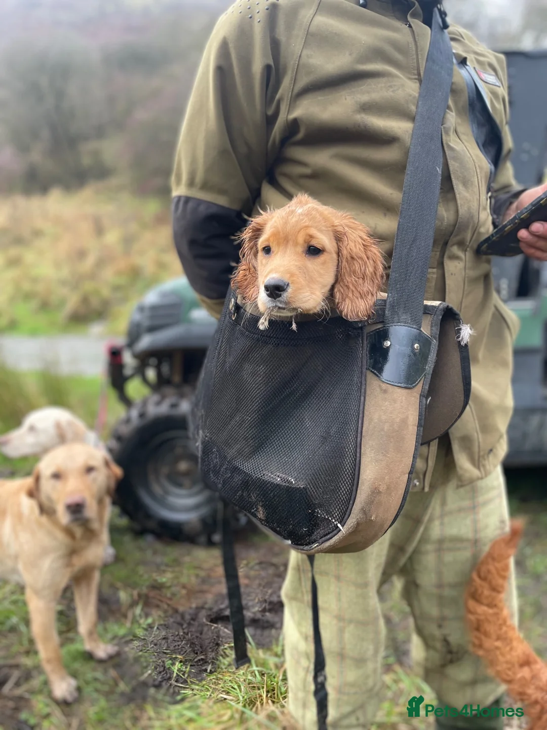 Cocker Spaniel dogs for stud: Exceptional Working Cocker Spaniel Stud Dog - Advert 8