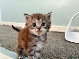 Maine Coon cats Polydactyl Maine Coon Girl! - Advert 12