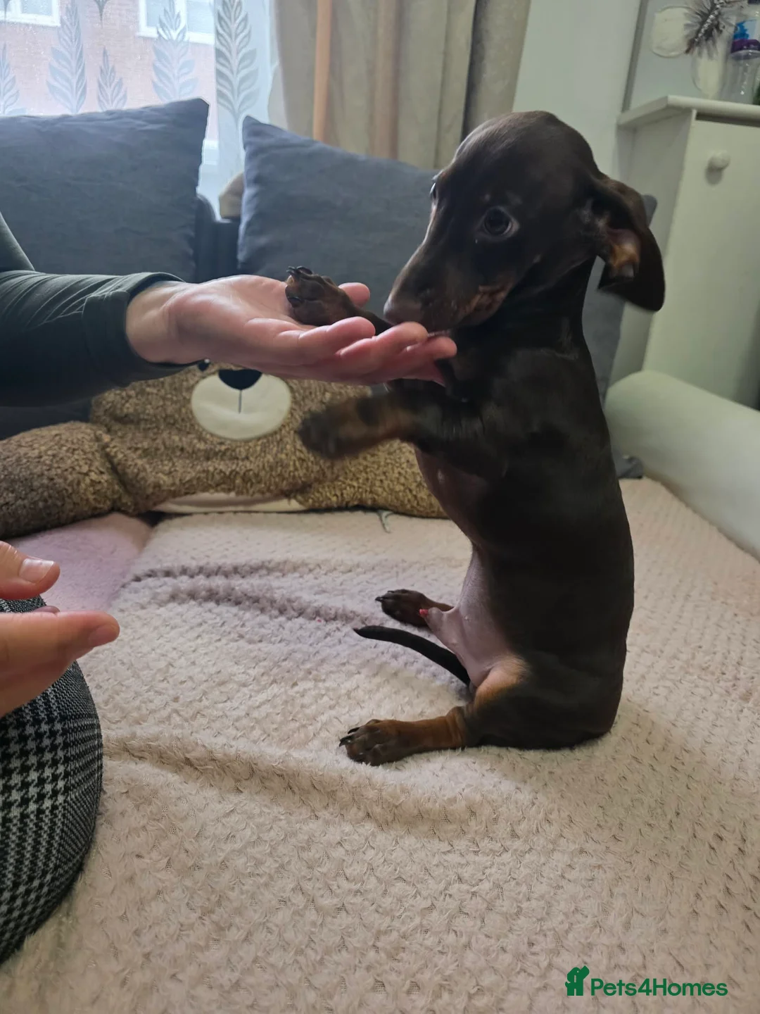Miniature Dachshund dogs for sale: Miniature dachshund  in Preston - Advert 7
