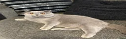 British Shorthair cats for sale: Stunning British shorthairs - champion bloodlines - Advert 9