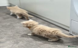 Ragdoll cats for sale: Persian x Ragdoll kittens - Image 19