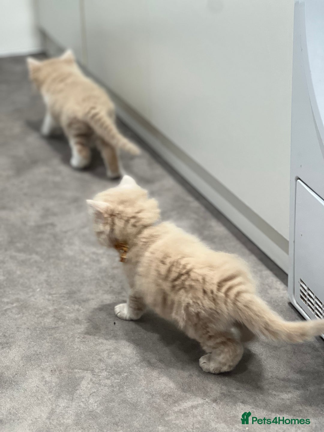 Ragdoll cats for sale: Persian x Ragdoll kittens - Image 19