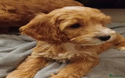 Cockapoo dogs for sale: Beautiful cockapoo loving puppies - Image 3