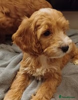 Cockapoo dogs - Advert 6