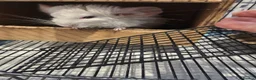Chinchilla rodents for sale: ❄️Beautiful Pink White Chinchilla with Red Eyes❄️ - Advert 13