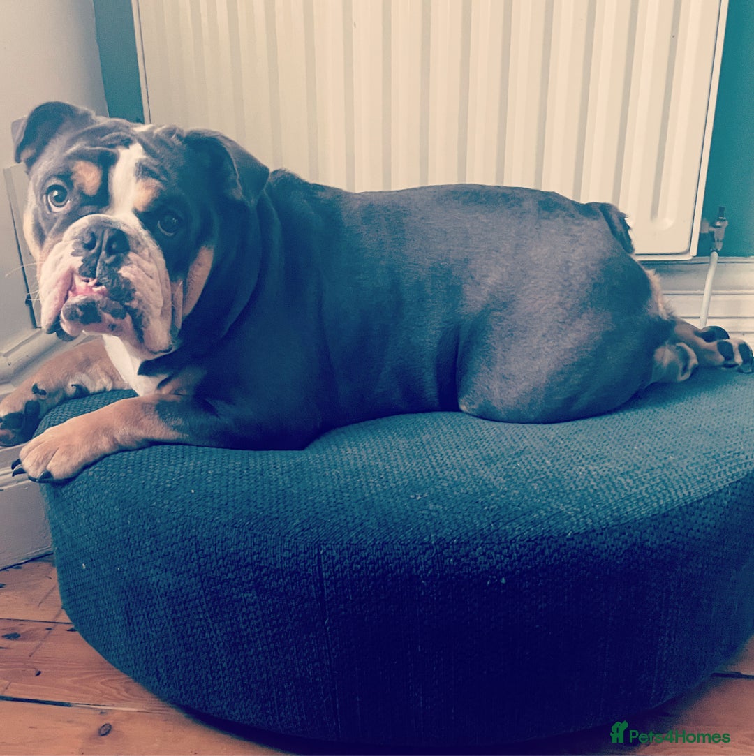 English Bulldog dogs for sale: Reluctant rehoming  - Image 1