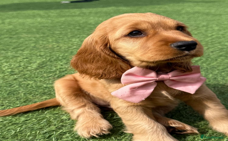 Cocker Spaniel dogs in Newport - Advert 15