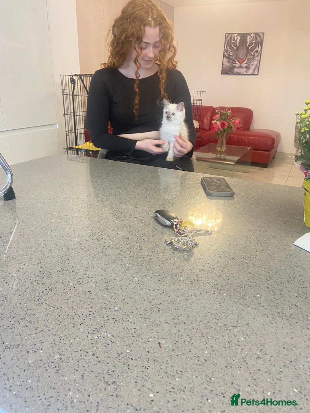 Ragdoll cats for sale: Pure ragdoll male kitten ready now - Image 1
