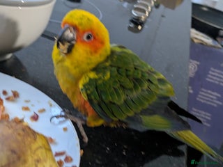Conures birds Sun Conure super friendly baby - Advert 7