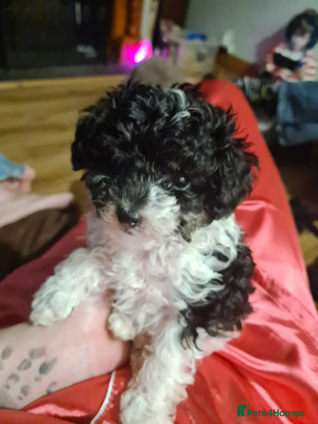 Toy Poodle dogs for stud: Health Tested Tri Toy in Birkenhead - Advert 26