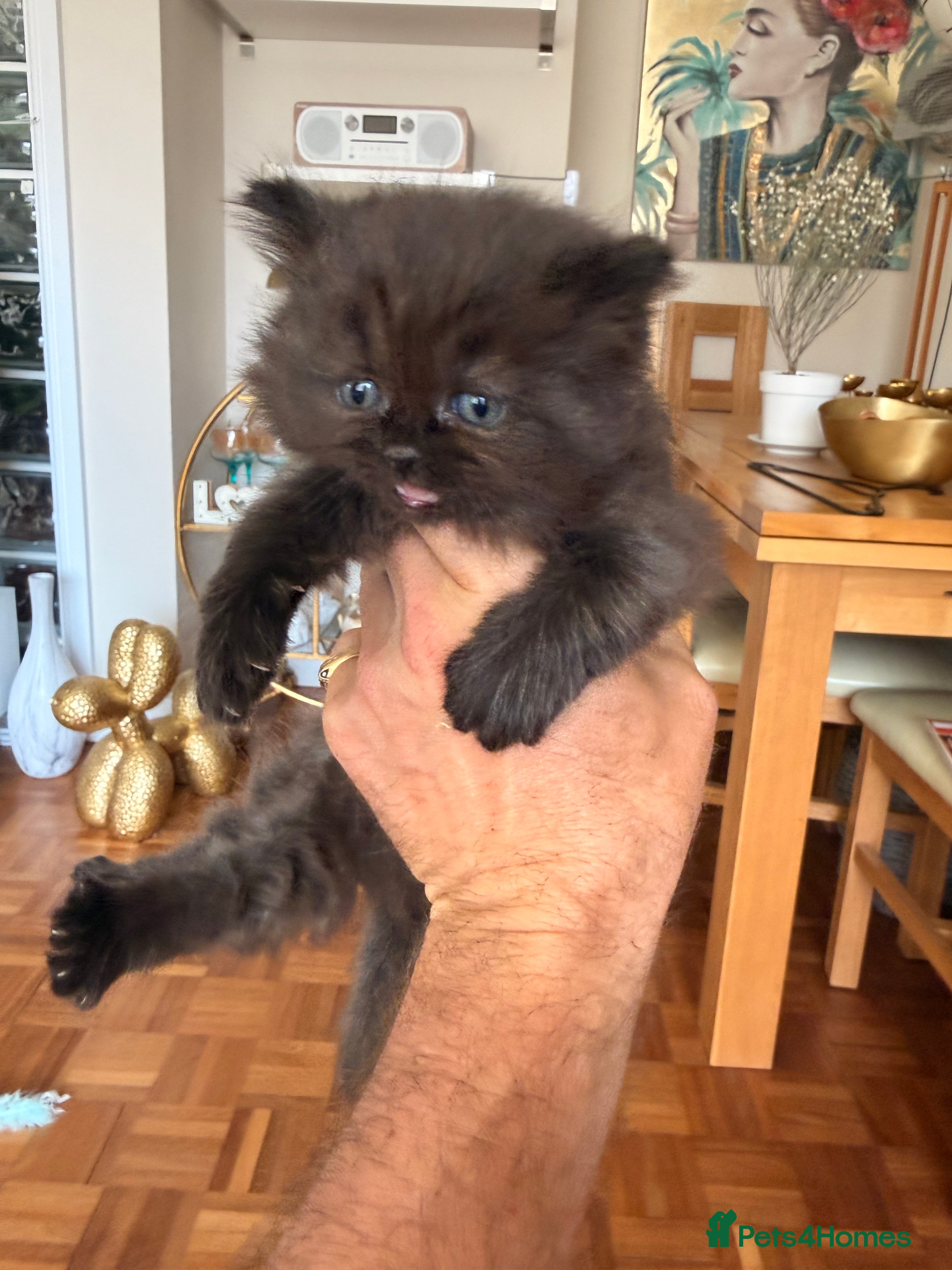 British Longhair cats for sale: Beautiful rainbow litter now available to reserve - Advert 17
