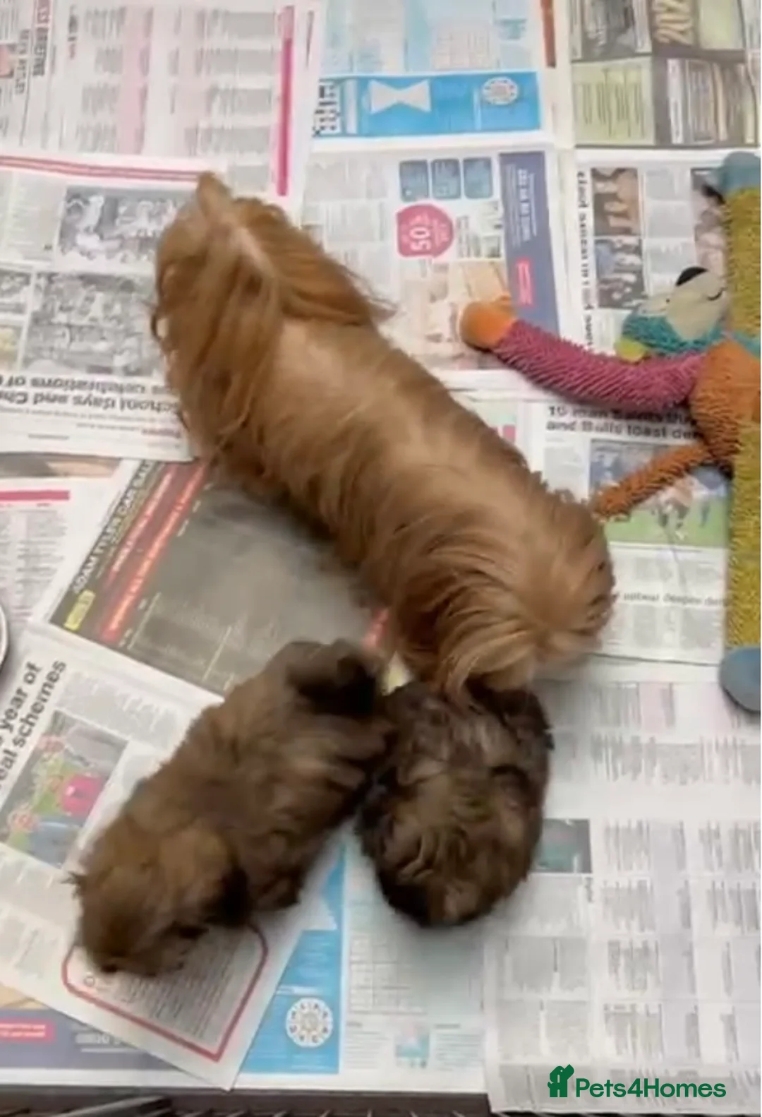 Shih Tzu dogs for sale: Top Quality KC Reg. Karashishi Shih Tzu Puppies  - Advert 7