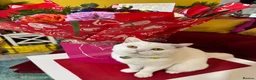 Scottish Fold cats for sale: Scottish Fold X British Shorthair Kittens - Advert 12