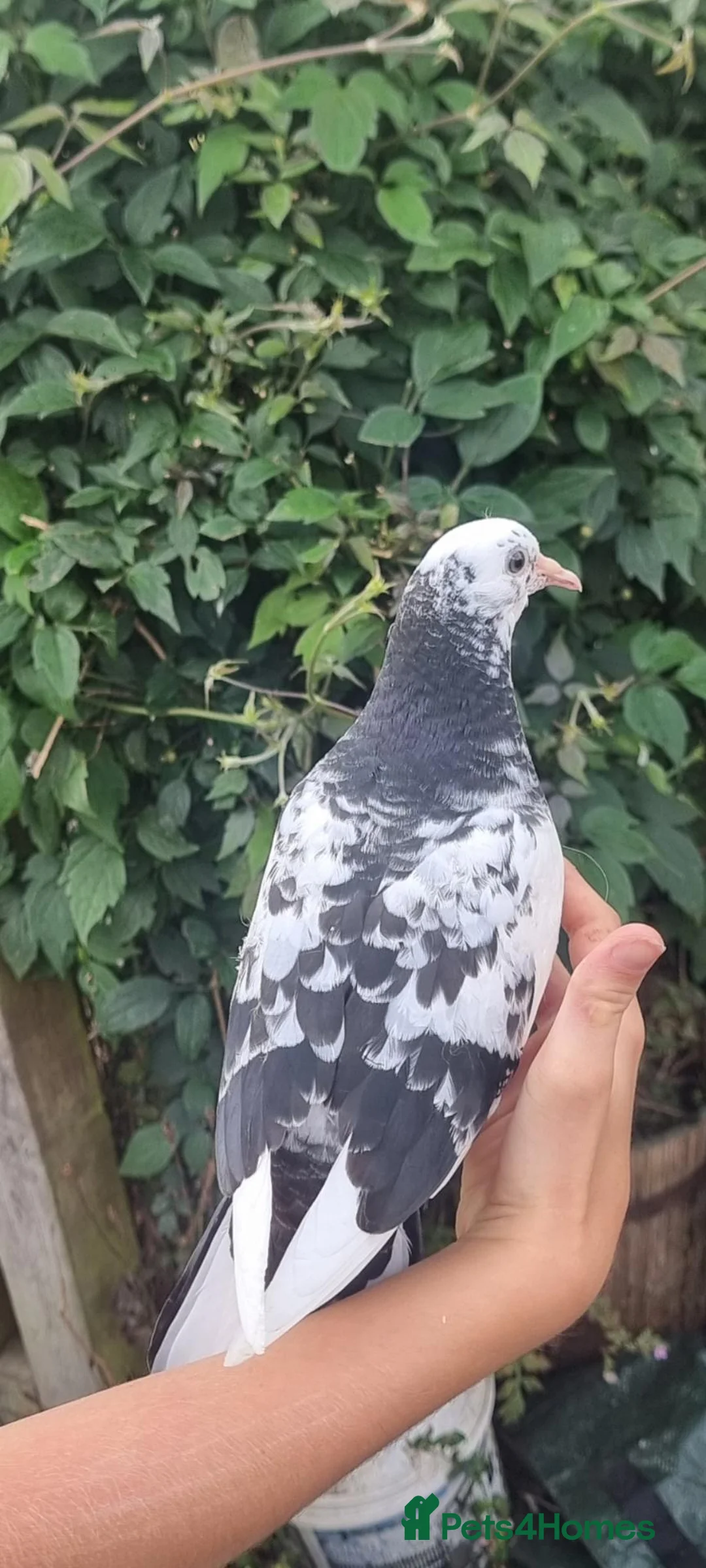 Pigeons birds for sale: Beautiful young pigeons.  Pair( not breeding )  - Advert 1