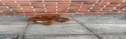 Cocker Spaniel dogs for stud: RED KC STUD DOG  - Advert 5