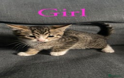 British Shorthair cats for sale: Beautiful kittens - Image 5