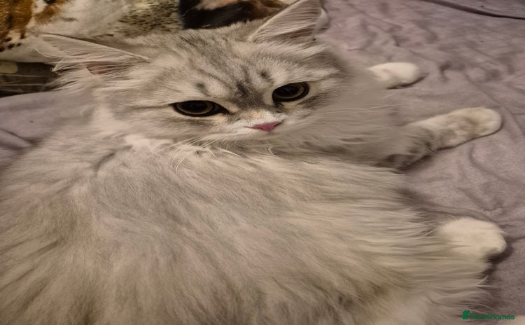 British Longhair cats - Advert 3