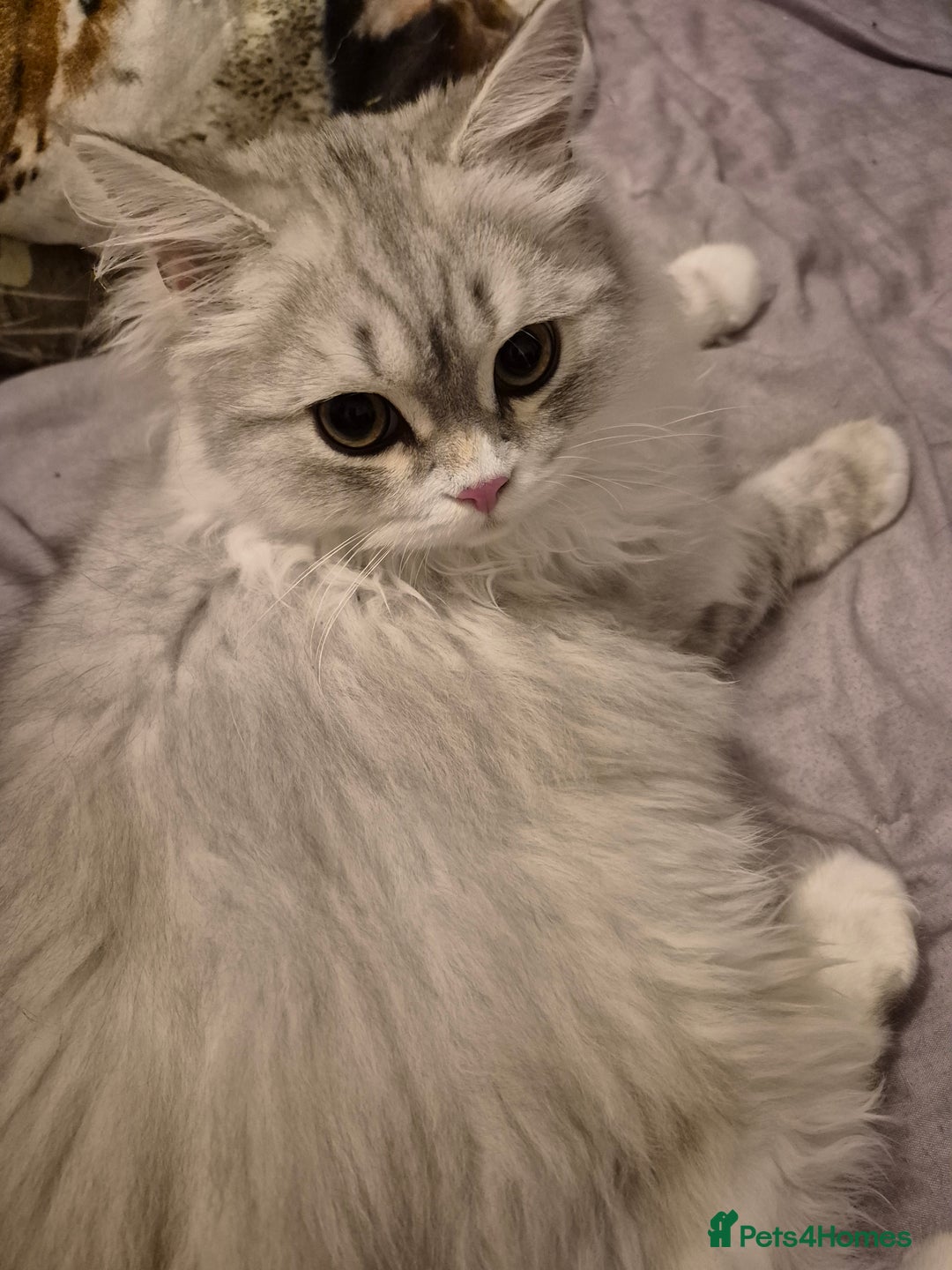 British Longhair cats for sale: British longhair male and shorthair girl Ready Now - Image 1