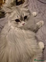 British Longhair cats - Advert 2