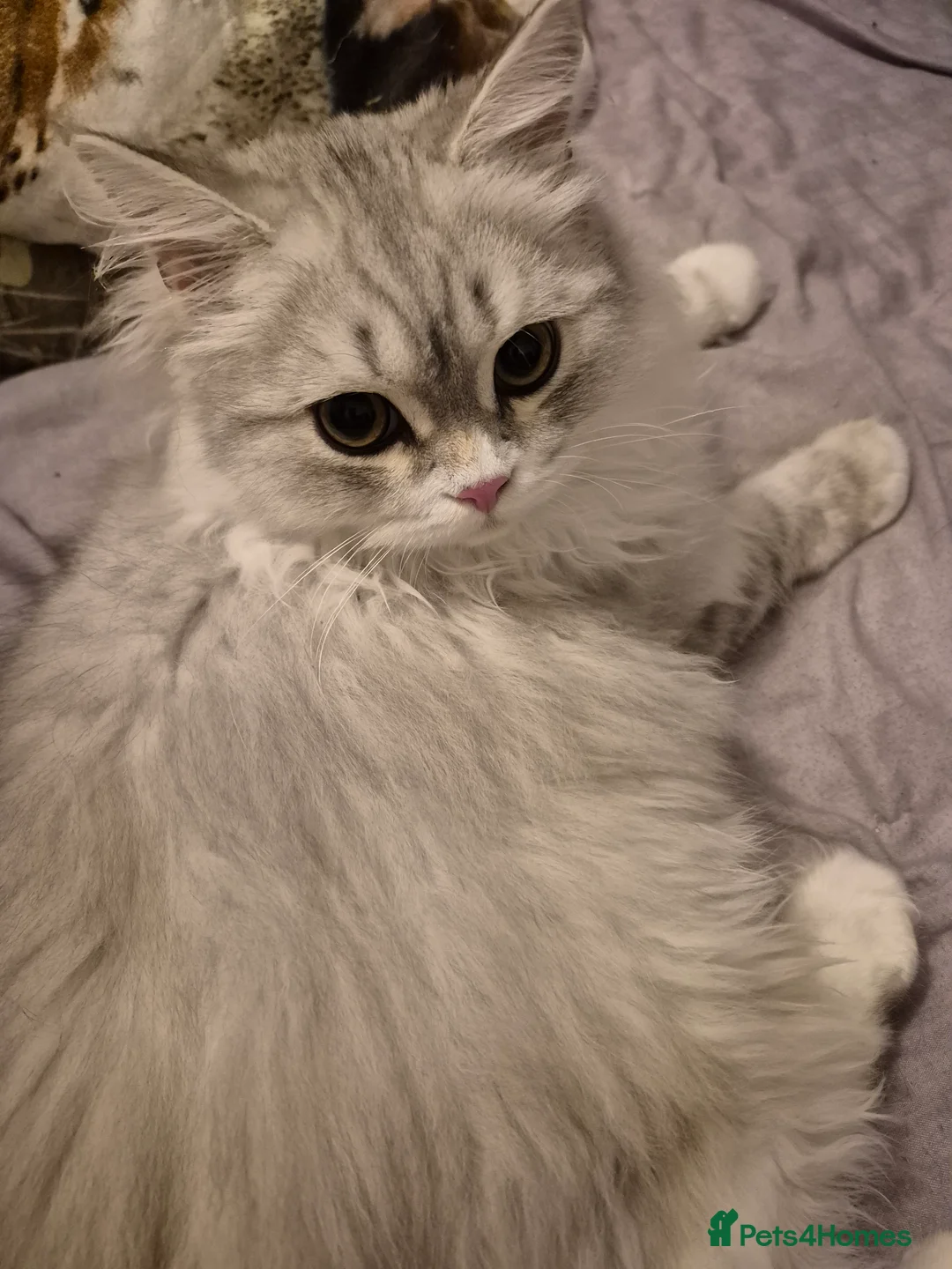 British Longhair cats for sale: British longhair male Neutered - Advert 9