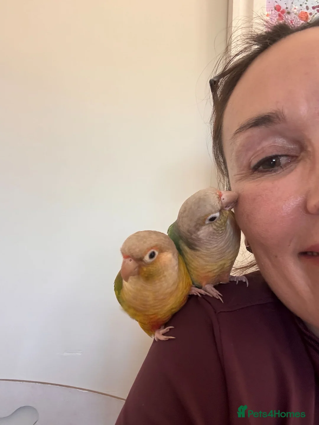 Conures birds for sale: A same sex pair of conures - Advert 1