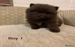 Pomeranian dogs for sale: Chocolate Pomeranian boys - Image 1