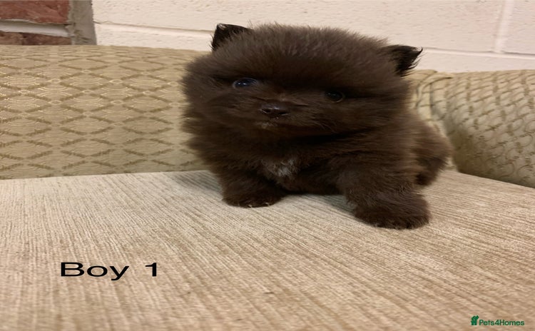 Pomeranian dogs - Advert 2