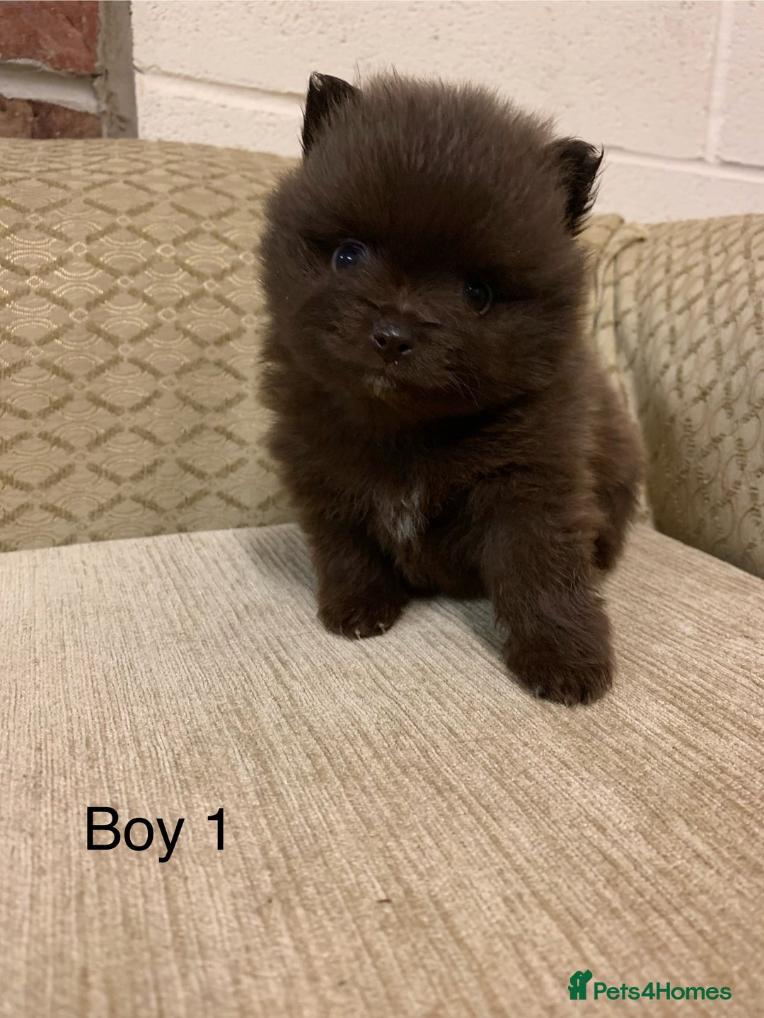 Pomeranian dogs for sale: Chocolate Pomeranian boys - Image 1